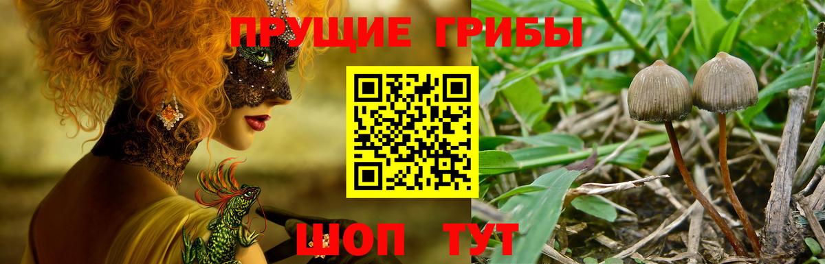 Галлюциногенные грибы Psilocybine cubensis Октябрьский